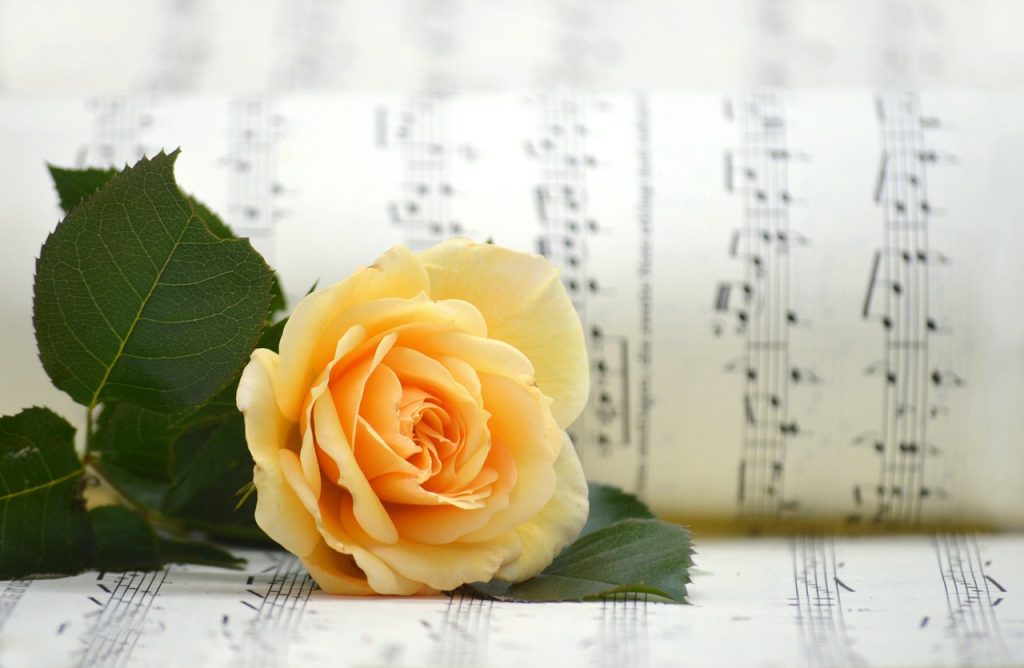 rose, rose flower, yellow rose, blossom, bloom, sheet music, flower, songs, love song, choir, music, melody, notenblatt, valentine's day, flower background, yellow, hd wallpaper, beautiful flowers, nature, yellow flower, make music, love for music, flower wallpaper